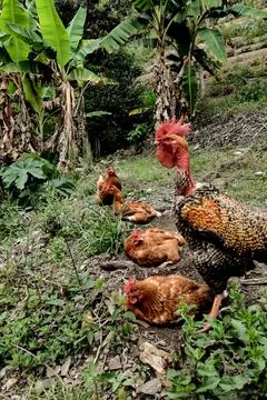 Hen Pecking at Ground, resting while rooster takes care of them Stock Photos