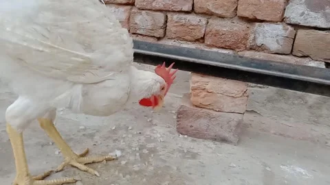 Hen Pecking Onion Pieces from the Ground Stock-Footage 347757953