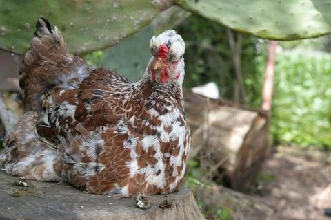 Hen perched on a stump Stock Photos