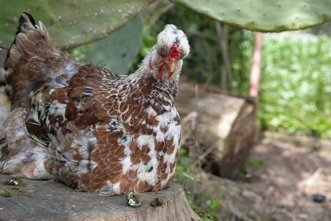 Hen perched on a stump Stock Photos