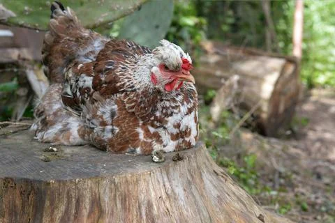 Hen perched on a stump Stock Photos
