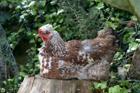 Hen perched on a stump Stock Photos