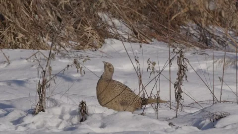 Hen pheasant  in jump Stock Footage 328127563