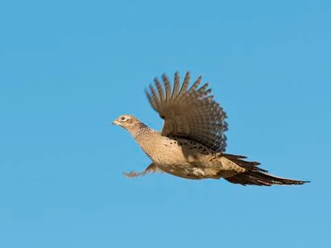 Hen Pheasant Stock Photos