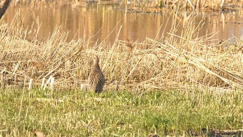 Hen Pheasant in stubble at waters edge. Stock Footage 120025423