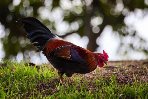 The hen Stock Photos