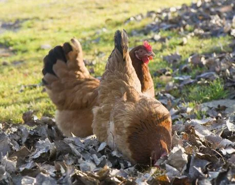 Hen Stock Photos