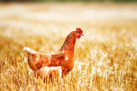 A hen Stock Photos