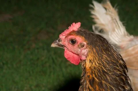 The hen. Stock Photos