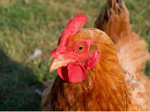 The hen. Stock Photos