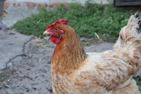 A hen Stock Photos