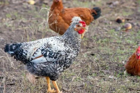 The hen Stock Photos