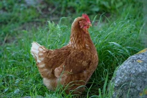 Hen Stock Photos