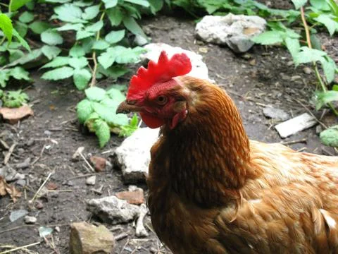 Hen Stock Photos