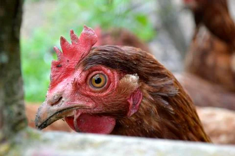 Hen. Foto stock