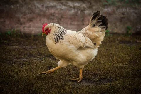Hen Stock Photos