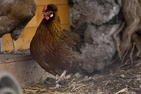 Hen Stock Photos