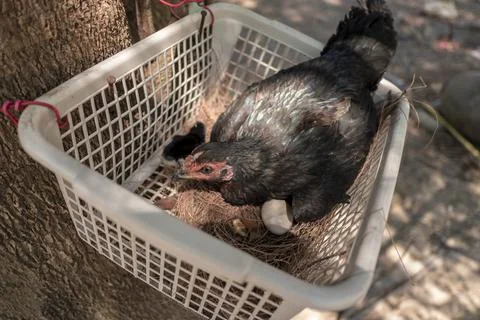 The hen Stock Photos