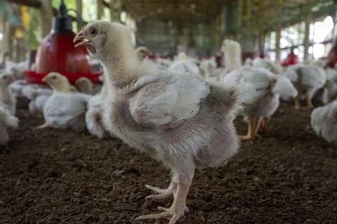 The Hen. Stock Photos