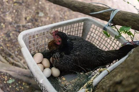 The hen Stock Photos