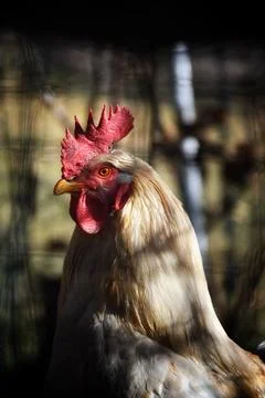 The hen. Stock Photos
