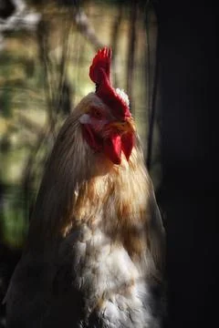 The hen. Stock Photos