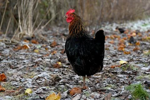 Hen Stock-Fotos