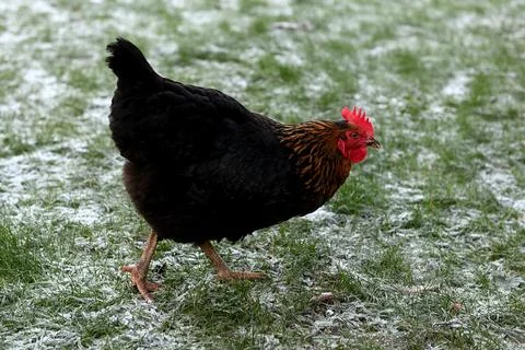 Hen Foto stock
