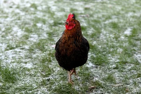 Hen Foto stock