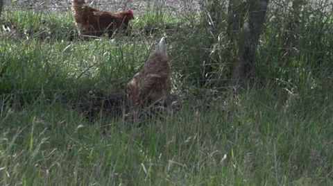 Hen playing with sand Stock Footage 34250861
