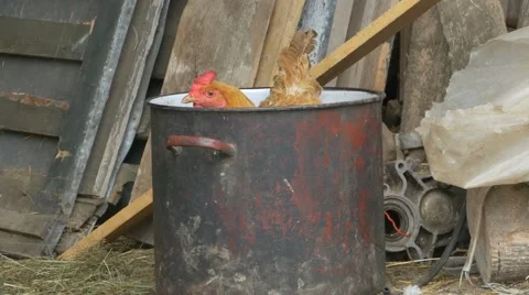 Hen in a Pot at Farm Stock Footage 65257287