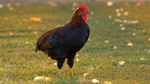 Hen preening at sunset Stock Footage 104458558