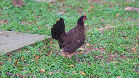 Hen is protecting her kids Stock Footage 300762026