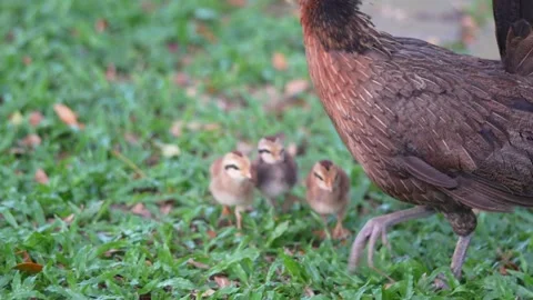 Hen is protecting her kids Stock Footage 300762142