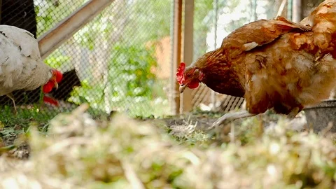 The hen rakes the earth Stock Footage 80281871