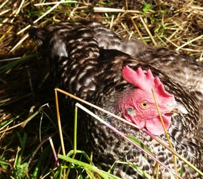 Hen resting Stock Photos
