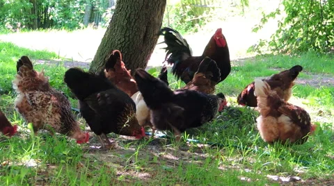 A hen roams free on a small country farm Video stock 57336853