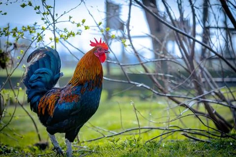 Hen rooster background selective focus background blur Stock Photos