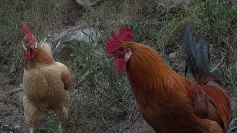 Hen rooster couple birds looking animals feathers face beak eyes chicken watt Stock Footage 332647200