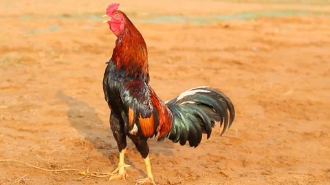 Hen rooster standing Stock Footage 100736291