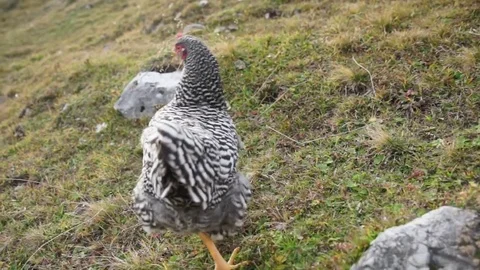 Hen running up the grassy hill Stock Footage 77813261