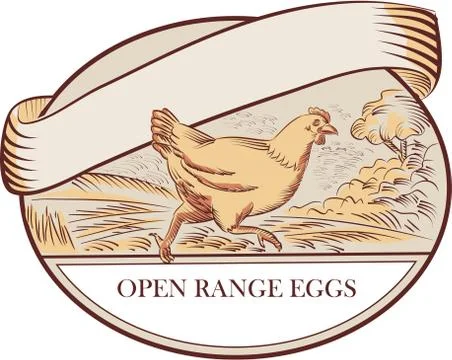 Hen Running Open Range Eggs Oval Drawing Stock Illustration