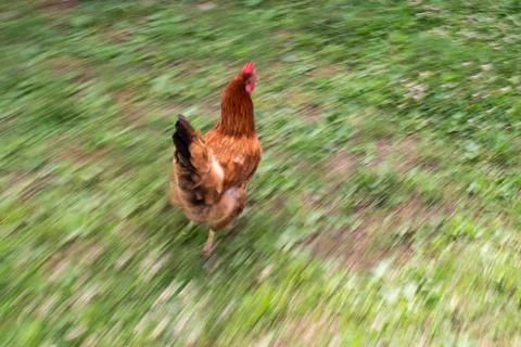 Hen running Stock Photos