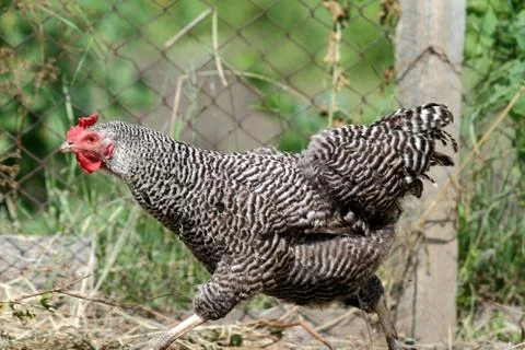 Hen running at the yard Stock Photos