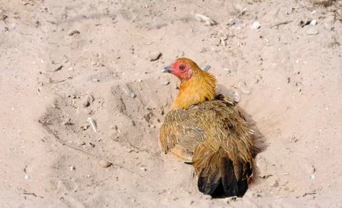 Hen on sand Stock Photos
