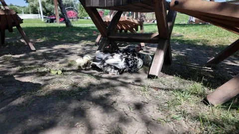 Hen Sheltering Chicks Under Wooden Chair Outdoors Stock Footage 346744254