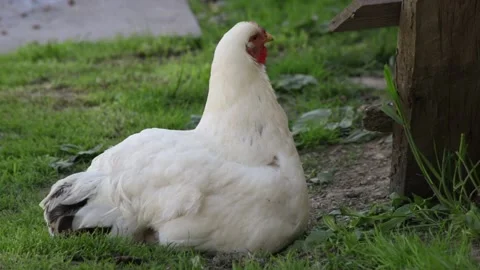 Hen sitter getting up, discovering chicks and walking away Stock Footage 135720030