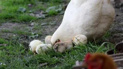 Hen sitter teaching her chickens pecking insects on the grass yard Video stock 135720422