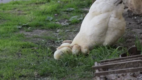 Hen sitter teaching her chickens pecking insects on the grass yard Stock Footage 135720547