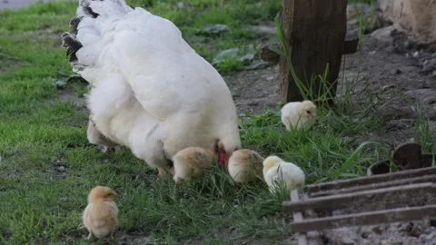 Hen sitter teaching her chickens pecking insects on the grass yard Stock Footage 135720786